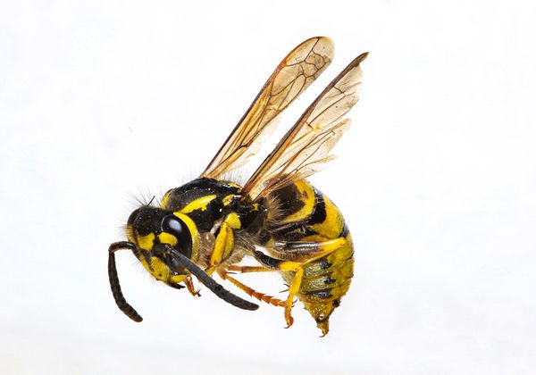 Wasp, a nuisance pest, macro photograph
