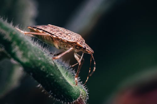 Kostnadsfri bild av brun marmorerad stinkbug, insekt, insektsfotografering