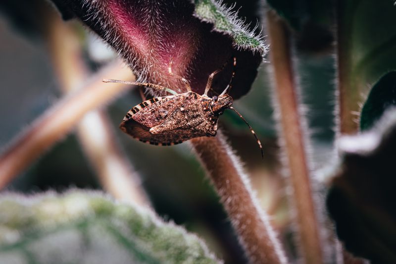 Bed Bug Heat Treatment: How It Works, Cost, and What to Expect