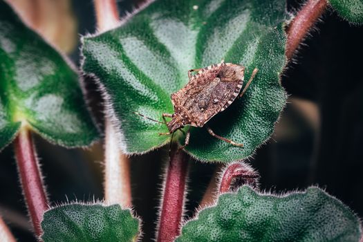 Close-Up Shot of a Brown Marmorated Stink Bug