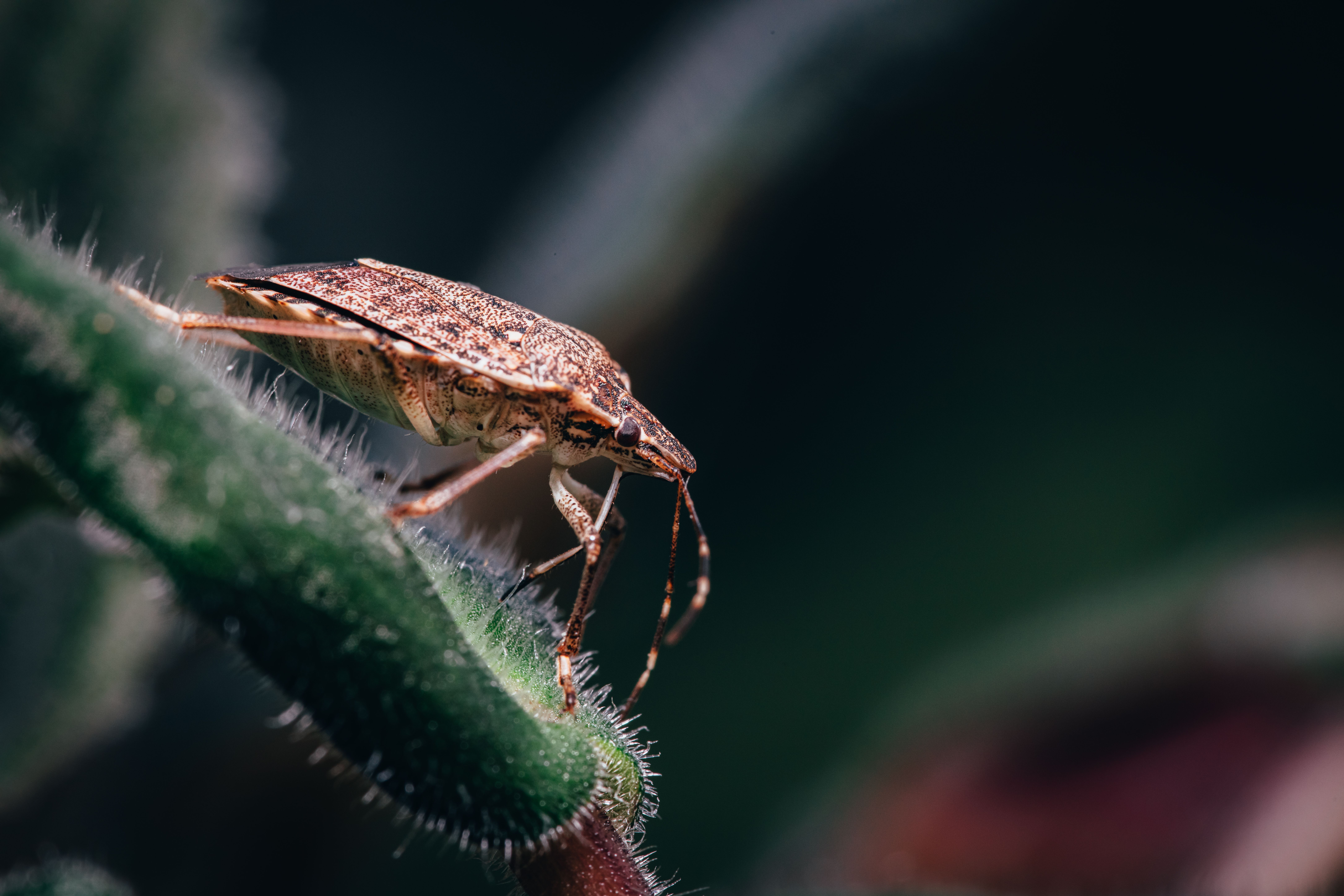 Winter pest prevention