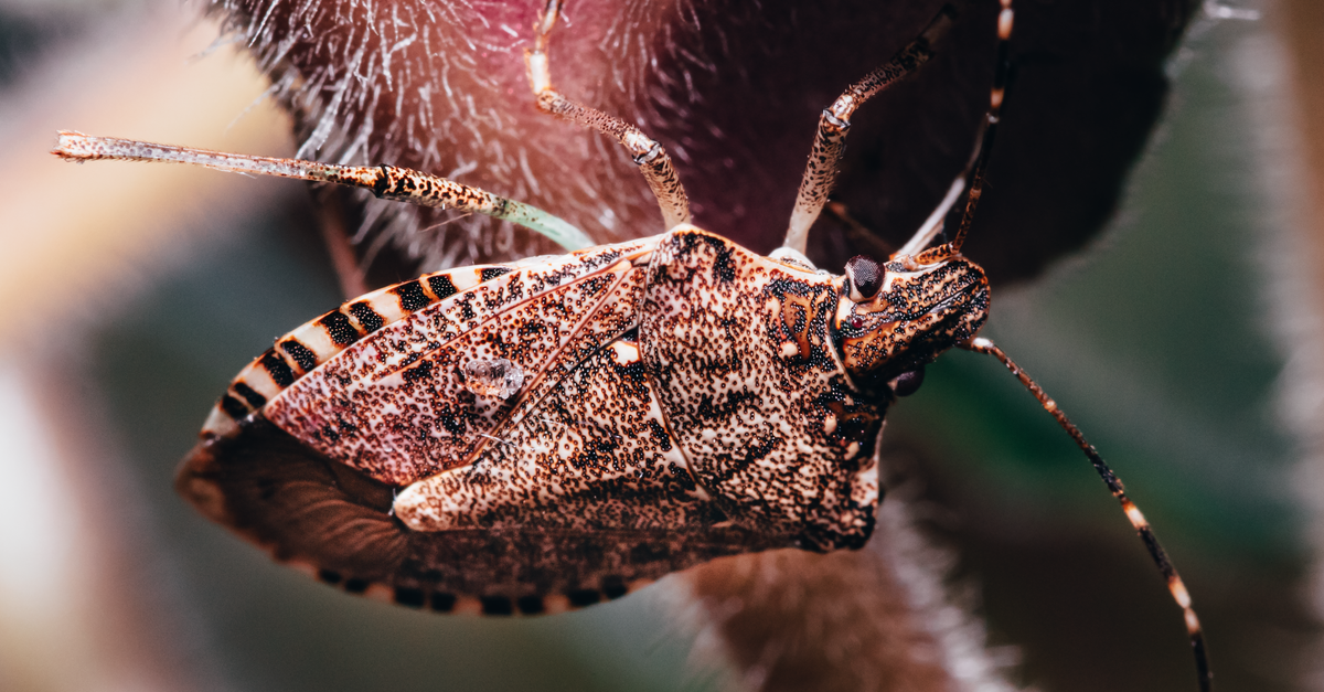 Close-up of a brown marmorated stink bug, the shield-shaped pest that invades homes each fall