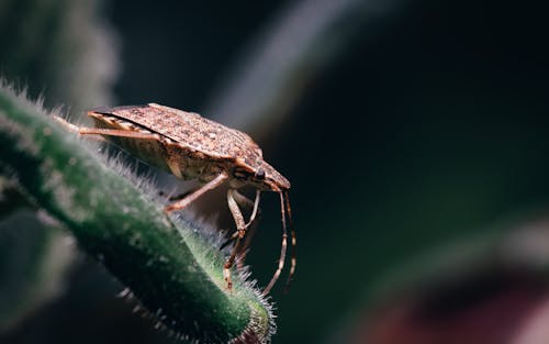 Kostnadsfri bild av brun marmorerad stinkbug, insekt, insektsfotografering