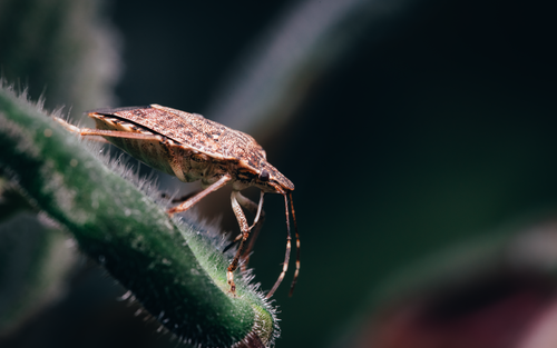 Free Close-up view of a brown marmorated stink bug on a plant, showcasing intricate details. Stock Photo