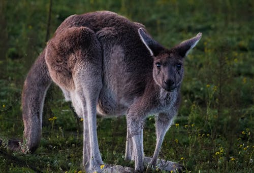 Gratis stockfoto met buideldier, detailopname, dierenfotografie