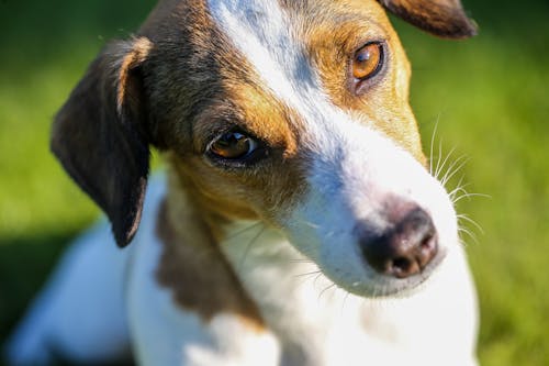 Shallow Focus Photography Of White And Tan Jack Russell Terrier