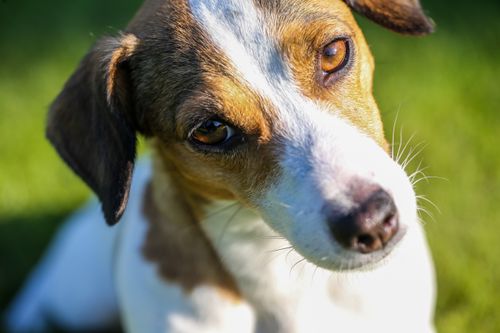 Free Adorable Jack Russell Terrier looking curiously in a sunlit grassy area. Stock Photo