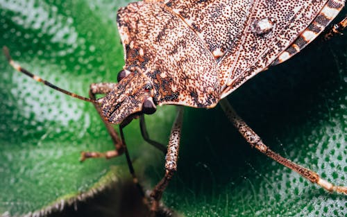 Shield Bug on a Green Leaf