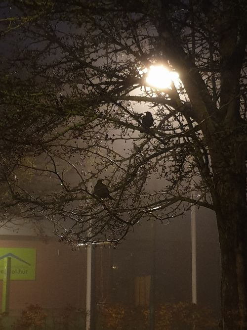 Free stock photo of birds, black, early morning Stock Photo