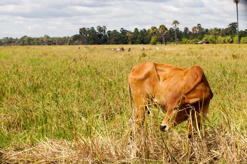 Free stock photo of cow, farmer, ricefield Stock Photo