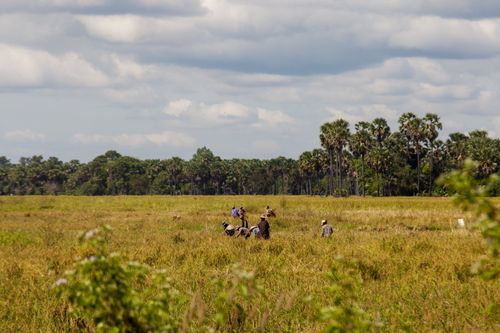 Free stock photo of farmer, ricefield Stock Photo