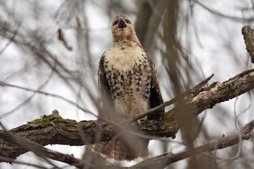 Red-Tailed Hawk Perched on a Tree Branch