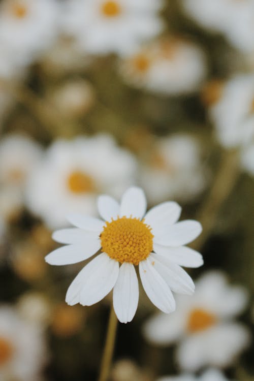 Immagine gratuita di avvicinamento, camomilla, fiore