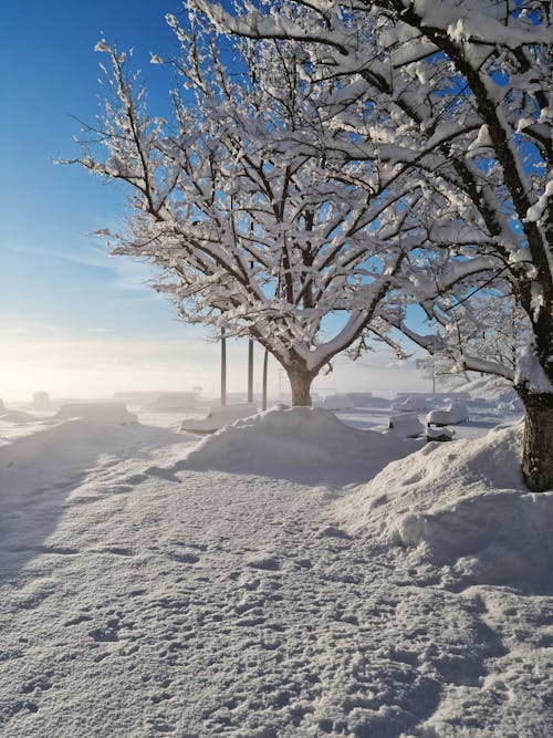 Photos gratuites de arbres couverts de neige, ciel bleu, couvert de neige