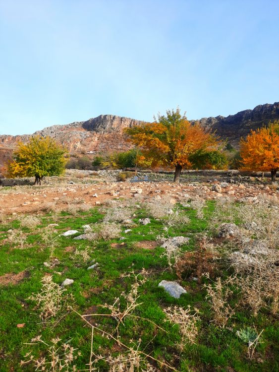 Shrubs and Trees among Rocks · Free Stock Photo
