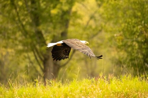 Free A stunning bald eagle in flight over lush green forests of Wisconsin. Stock Photo