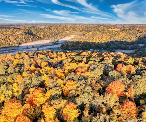Aerial Shot of an Autumn Forest