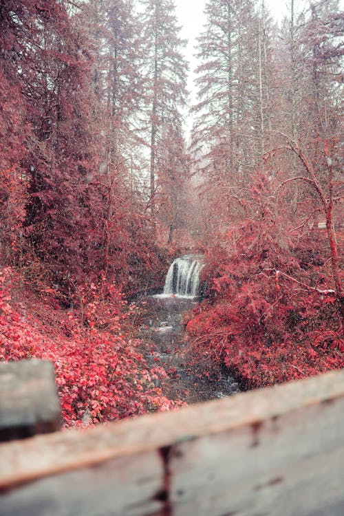 Waterfall in Forest with Red Leaves
