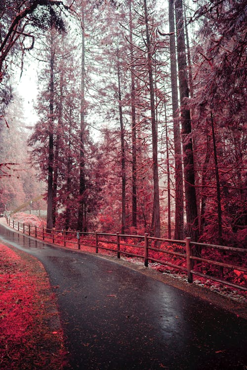 Road in Forest with Red Leaves