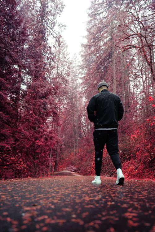 Free A person walks down a path in a forest with vivid red foliage, capturing an autumn ambiance. Stock Photo