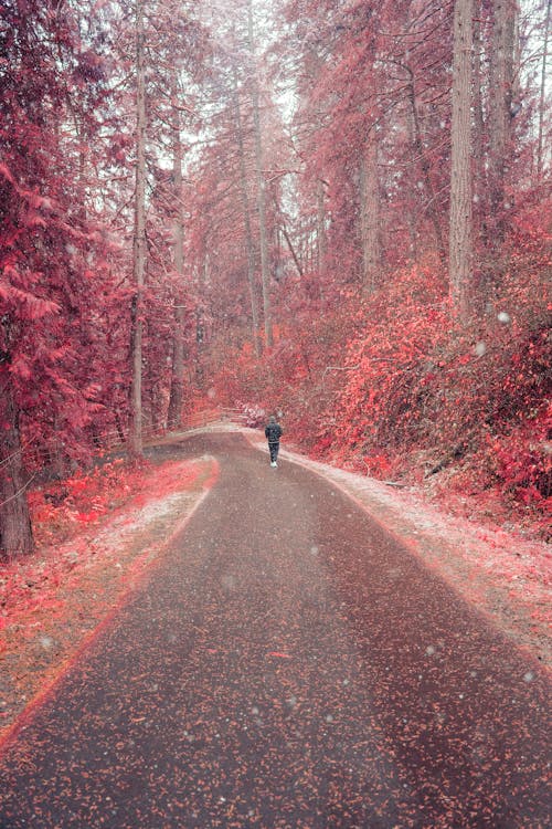 Person Walking on Road in Red Forest in Autumn
