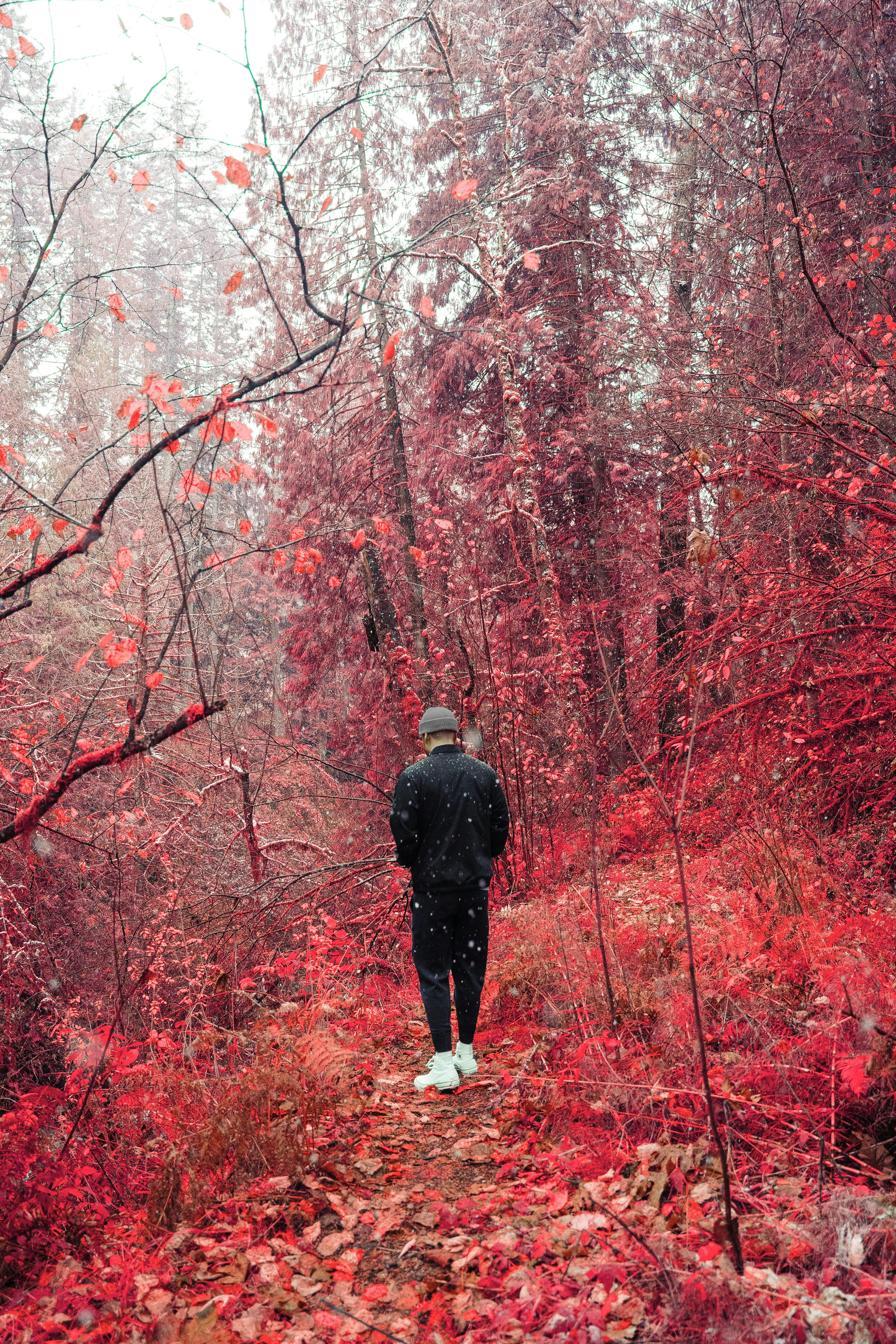 A person walks through a vibrant red and orange autumn forest, capturing the essence of fall.