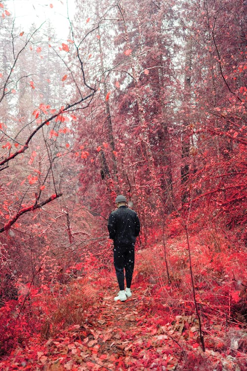 Red Trees around Man in Forest in Autumn