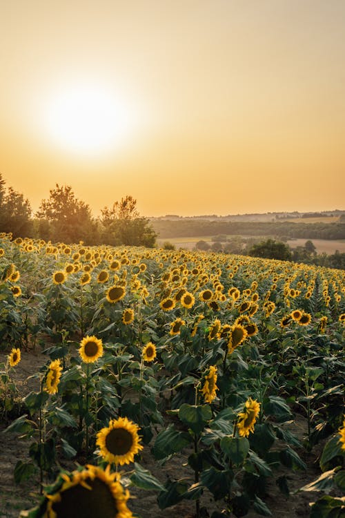 Free Field of Ripe Sunflowers Stock Photo