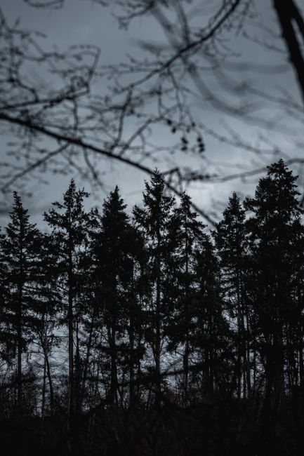 Atmospheric silhouette of tall trees against a dusk sky.