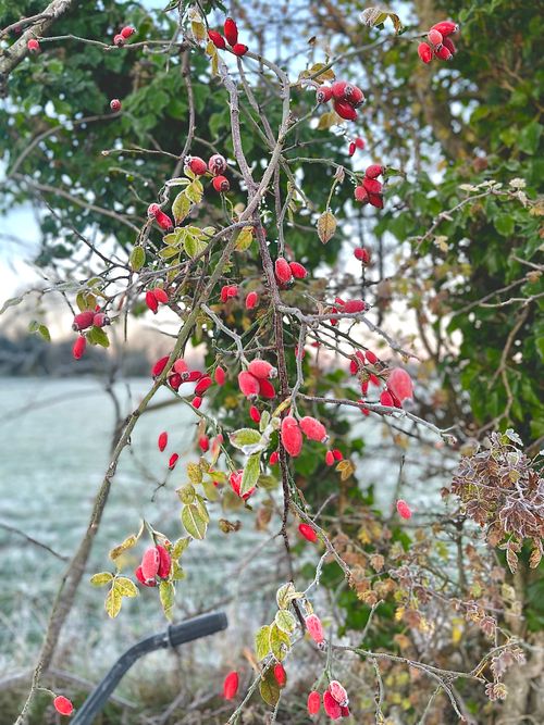 Free stock photo of cold, early morning, frosty weather Stock Photo