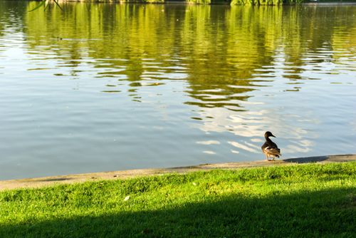 Free A tranquil duck stands by a sunny lakeside with shimmering reflections in the water. Stock Photo