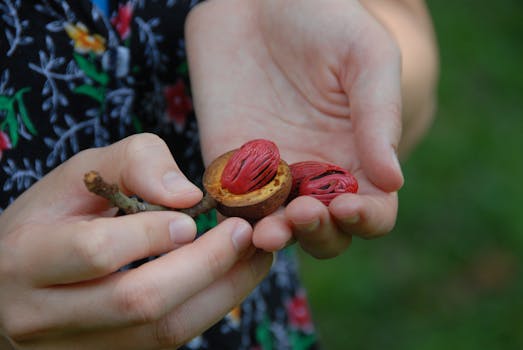 Close-up of hands holding nutmeg seed, showing vibrant red mace outdoors.