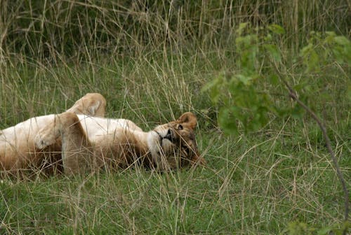 Free stock photo of lion, safari, uganda Stock Photo