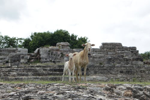 Goats Near a Stone Wall