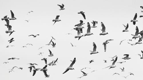 Fotos de stock gratuitas de aves, bandada, blanco y negro