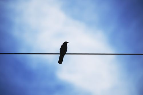 Free stock photo of bird, crow, raven Stock Photo