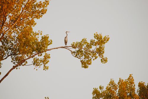 Free A lone grey heron perched on a tree branch with autumn foliage in a serene outdoor setting. Stock Photo