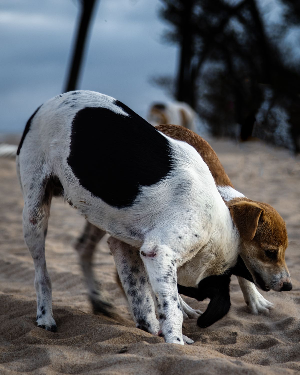My Dog Hasn't Eaten in Two Days: What to Do