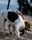 dogs playing