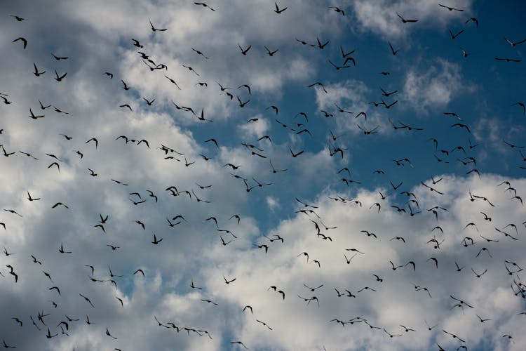 A Flock Of Birds Flying 