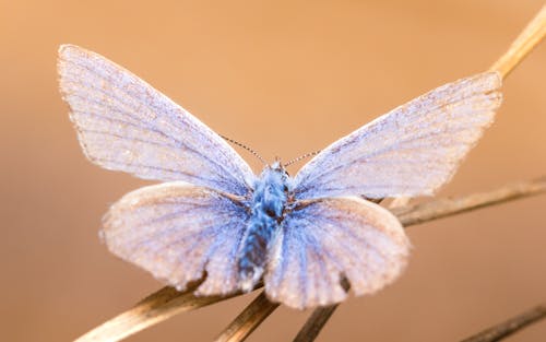 Bezpłatne Darmowe zdjęcie z galerii z fotografia owadów, fotografia zwierzęcia, motyl Zdjęcie z galerii