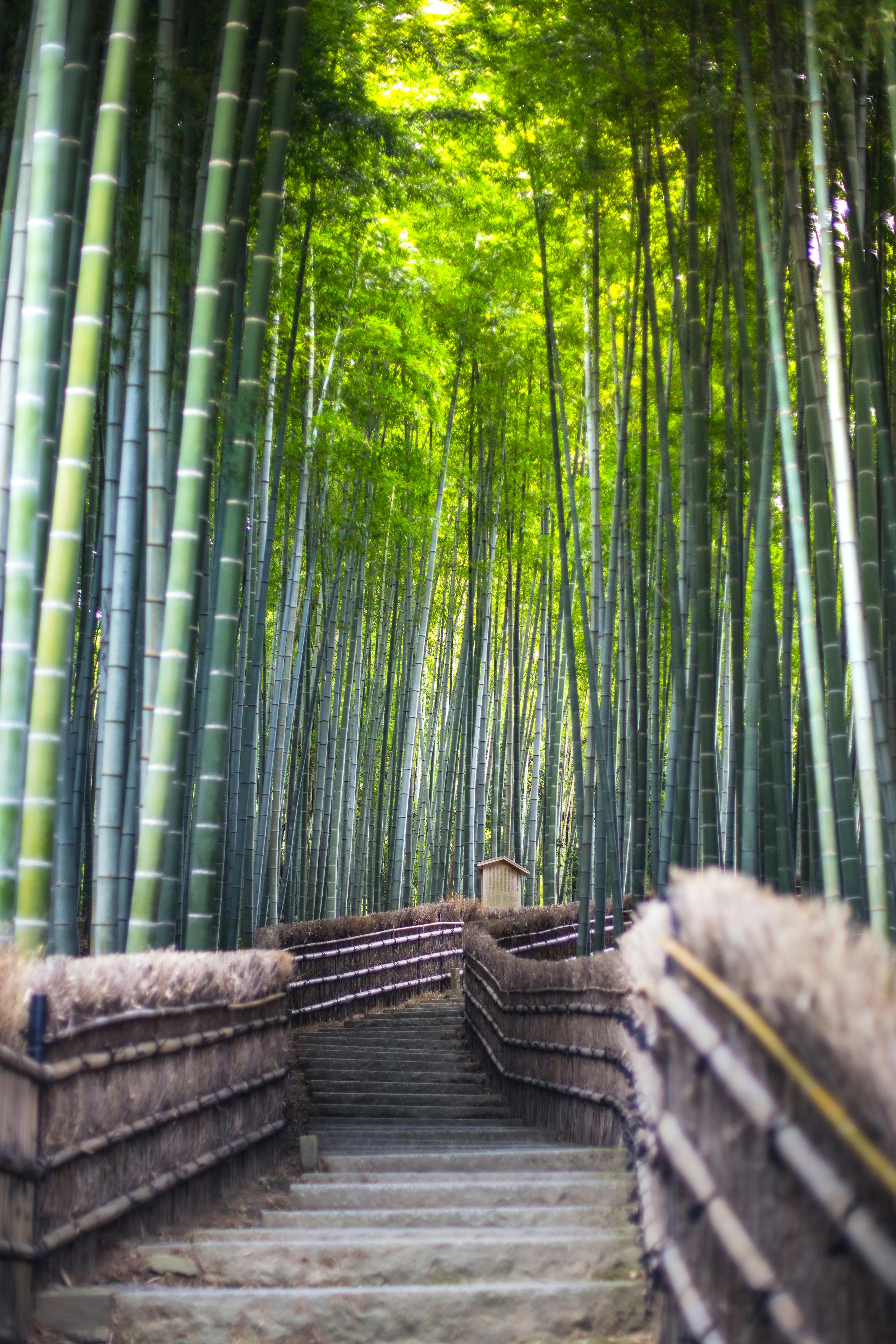 a bamboo forest with stairs leading to the top