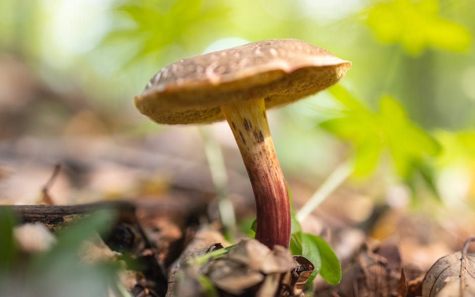 magic mushrooms - where to buy magic mushrooms in michigan