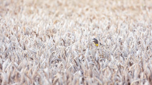 alan, batı sarı kuyruksallayan, buğday içeren Ücretsiz stok fotoğraf