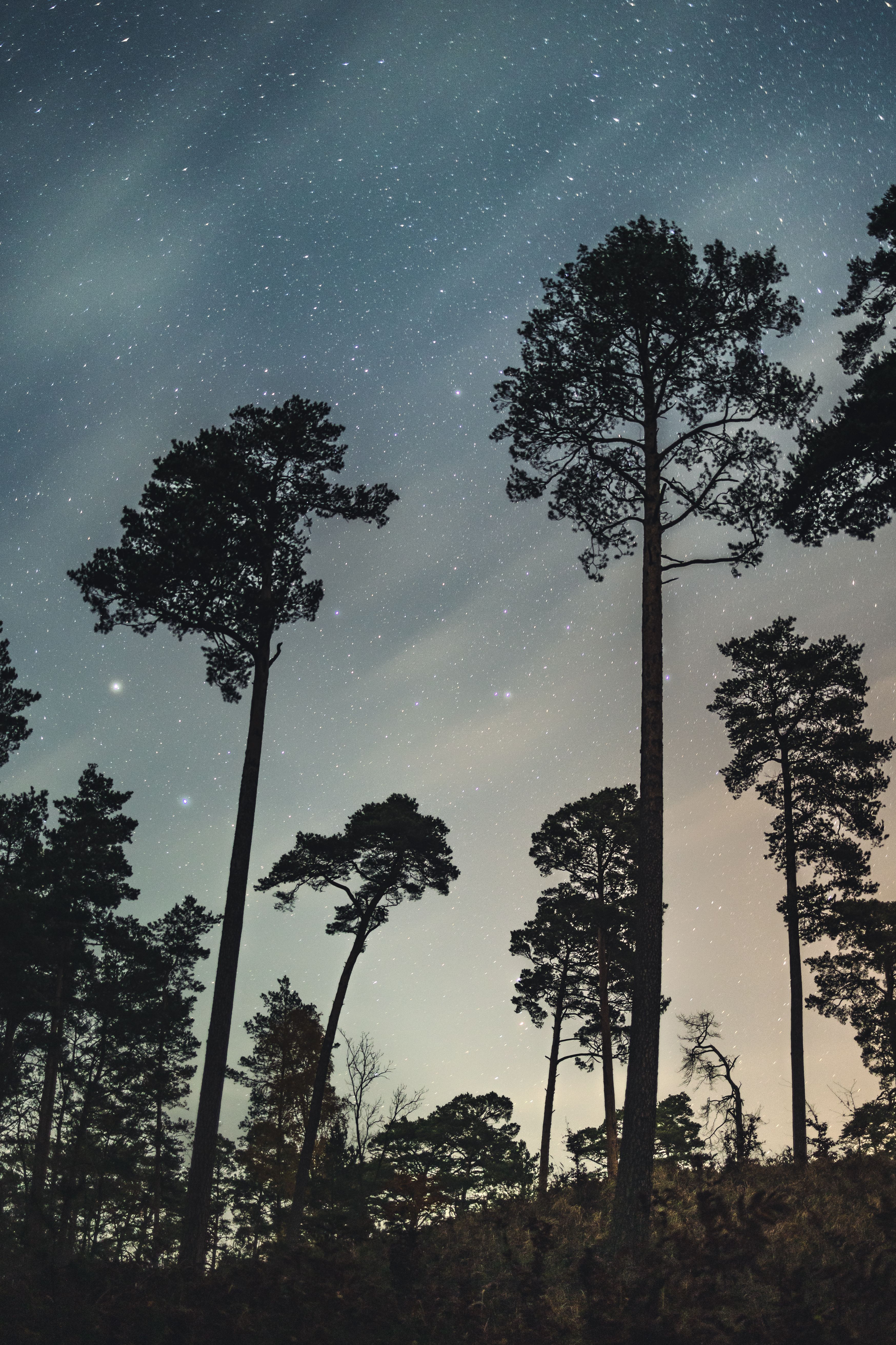 Silhouette of Tall Trees Under a Starry Night Sky · Free Stock Photo
