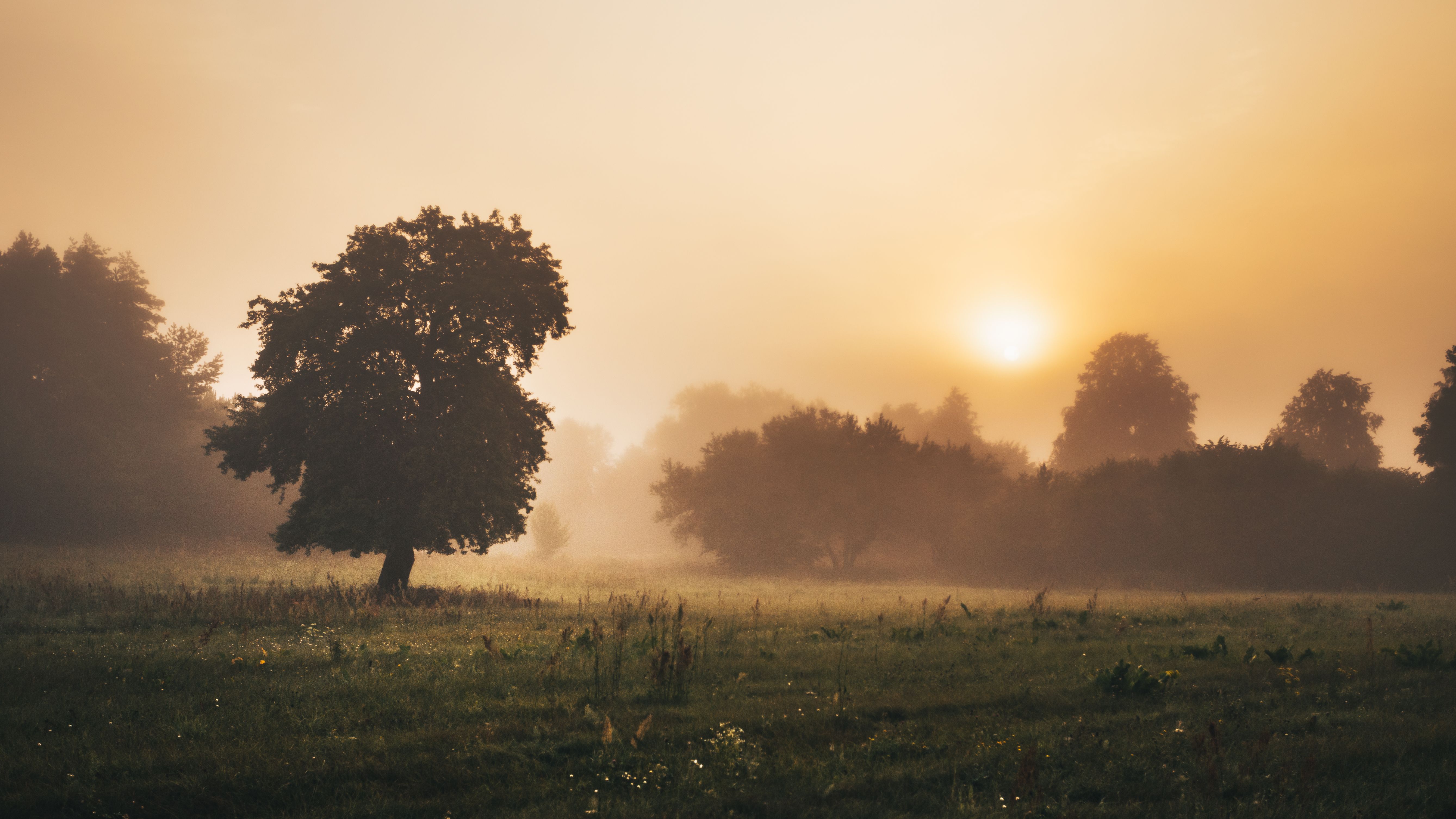 Tranquil foggy meadow scene with trees at sunrise, showcasing nature's beauty.
