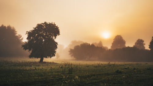 Foto profissional grátis de ao ar livre, árvores, cair da noite