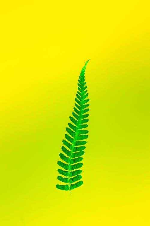 A fern leaf on a yellow background