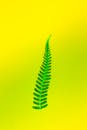 A fern leaf on a yellow background