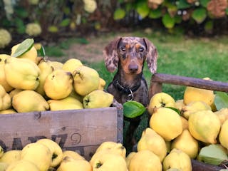 Dog Near Fruit